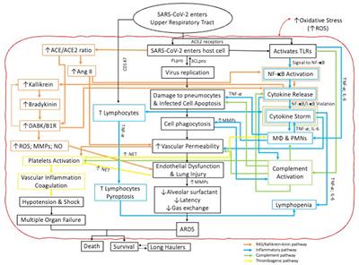 The Advent of COVID-19; Periodontal Research Has Identified Therapeutic Targets for Severe Respiratory Disease; an Example of Parallel Biomedical Research Agendas